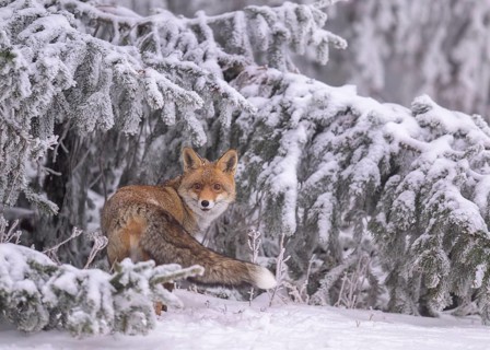 Red fox (Vulpes vulpes), seeking shelter on a hazy, foggy winter day under branches on a spruce