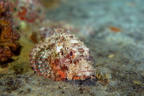 Fringed dragon's head (Scorpaenopsis oxycephala)