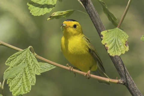 Wilson's Warbler (Cardellina pusilla) male, British Columbia, Canada