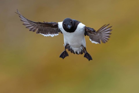 Little grebe, Plautus alle, Dovekie, Little Auk, (Mergule nain), Mérgulo atlántico, flight photo,