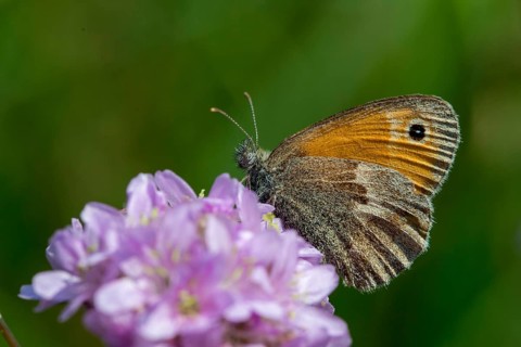 Coenonympha Pamphilus, common meadowbird, small heath, meadbird, butterfly, insects, butterfly,