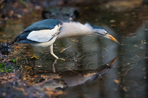 Little Bittern (Ixobrychus minutus), male adult bird, searching for prey in water, native to