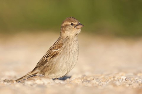 Spanish Sparrow - Weidensperling - Passer hispaniolensis ssp. hispaniolensis, adult female, Croatia