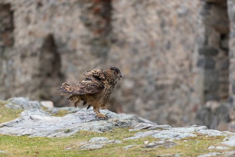 One Eurasian Eagle Owl, Bubo bubo, standing on the ground inside a ruin of a monastery. The walls
