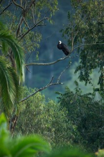 Woolly-necked Stork (Ciconia episcopus microscelis) perched in tree, Yayu, Ethiopia