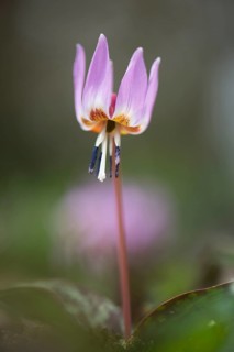 Dog's Fawn Lily (Erythronium dens-canis), Emsland, Lower Saxony, Germany