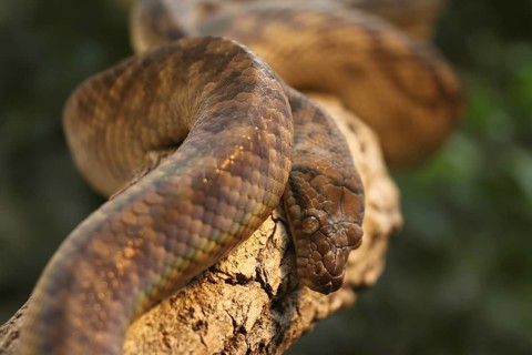 Amethyst python (Morelia amethistina) rolled on a branch, captive