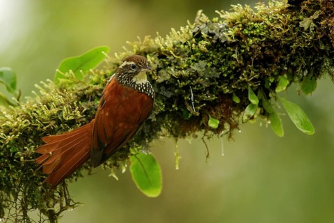 Pearled Treerunner (Margarornis squamiger) perched on a branch in the South of Ecuador