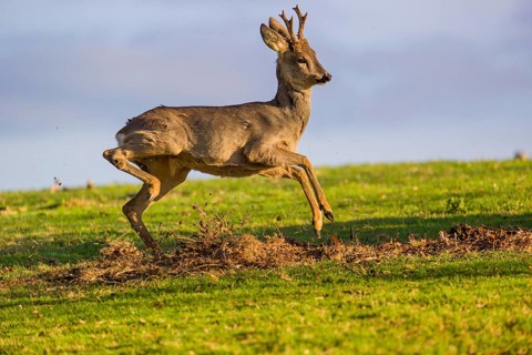 Youthful cockiness. A roebuck (Capreolus capreolus) jumps happily over a meadow