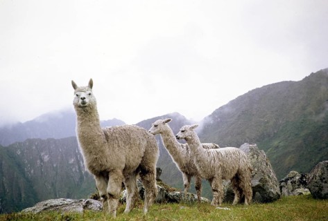 Alpacas at Machu Picchu, Peru, South America around 1962