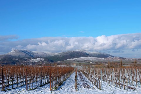Snow-covered vineyard in winter against a mountainous backdrop with blue sky, Southern Palatinate,