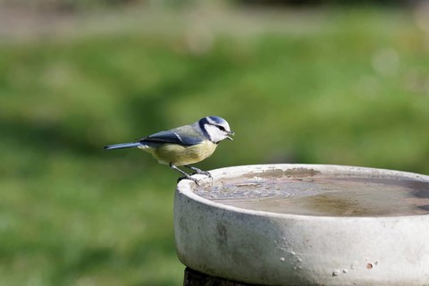 Blue tit (Cyanistes caeruleus), bird bath, water, thirst, A blue tit is happy about the watering
