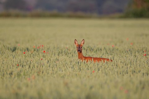 Roe deer (Capreolus capreolus) adult female doe in a farmland cereal crop in the summer, England,