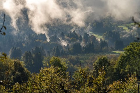 Morning mist in the Valsugana forest, Trentino, Italy