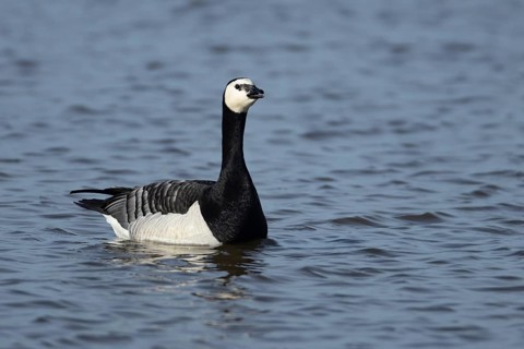 Barnacle goose (Branta leucopsis) adult bird calling on a lagoon, RSPB Minsmere nature reserve,