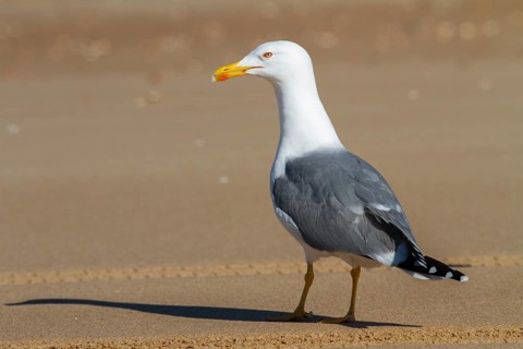 Yellow-legged Gull (Larus michahellis), Andalusia, Spain