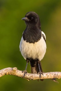 European magpie (Pica pica), perch, Ormoz area, Ormoz, Podravska, Slovenia