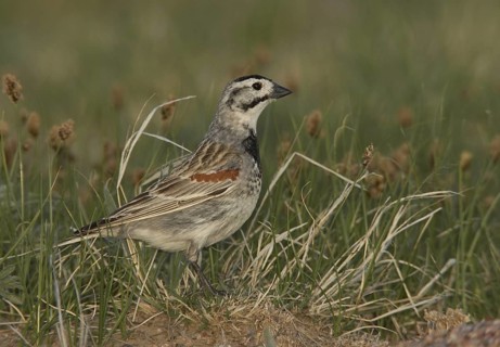 McCown's Longspur (Rhynchophanes mccownii), Colorado, USA