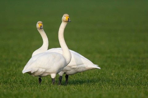 Whooper Swan (Cygnus cygnus), North Rhine-Westphalia, Germany