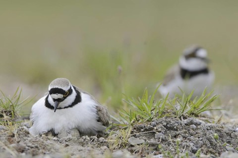 Little Ringed Plover (Charadrius dubius) nest, North Rhine-Westphalia, Germany