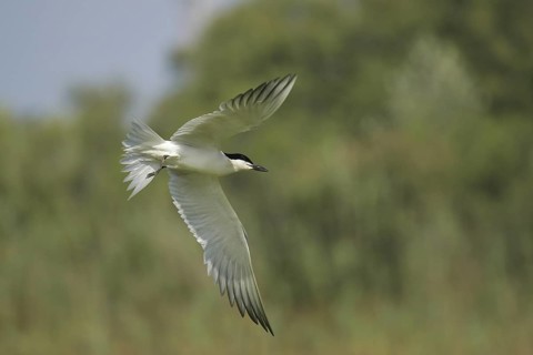 Gull-billed Tern (Gelochelidon nilotica) flying, Valencia, Spain