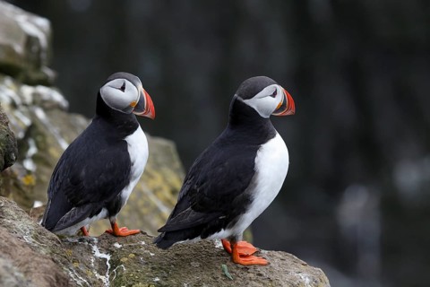 Atlantic Puffin, Common Puffin. Fratercula arctica, at the cliffs of Latrabjarg, Iceland