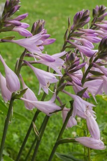 Hosta flowerheads in summer, Quebec, Canada