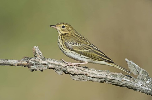 Tree Pipit (Anthus trivialis) perched on a branch, Aosta Valley, Italy
