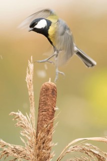 Great Tit (Parus major) perched on a cattail, Bavaria, Germany