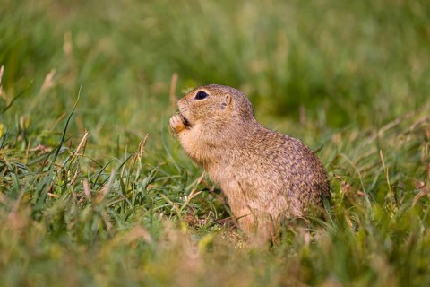 A European ground squirrel (Spermophilus citellus) or European souslik sits in green gras, looking