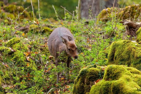 A female sika deer (Cervus nippon) stands on a meadow in hilly terrain at the edge of a forest and