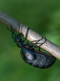 Blue mayworm, meloe cf violaceus, meloe violaceus, meloid beetle, violet oil beetle, purple oil