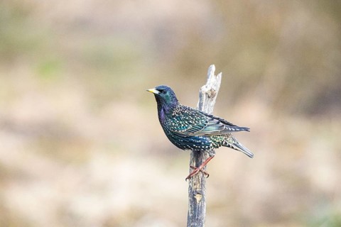 Starling (Sturnus vulgaris) Germany