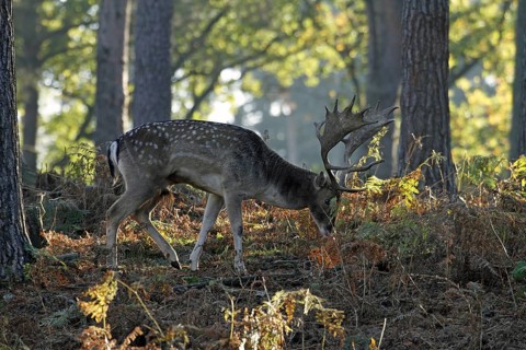 Fallow deer (Dama dama), fallow deer, forest