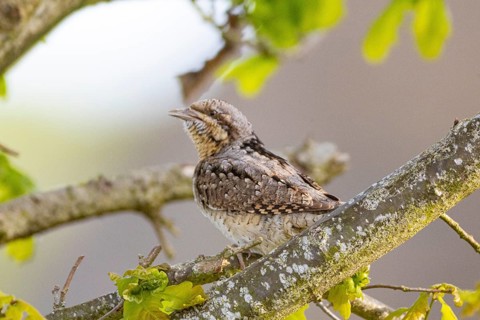 Eurasian wryneck (Jynx torquilla) Germany
