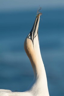 Northern Gannet (Morus bassanus), Schleswig-Holstein, Germany