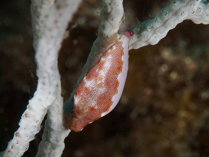 Gorgonian snail (Simnia spelta) with a patterned body on a piece of coral, dive site: Cap de Creus
