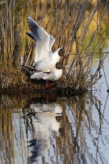 Black-headed Gull (Chroicocephalus ridibundus) pair mating, Baden-Wuerttemberg, Germany