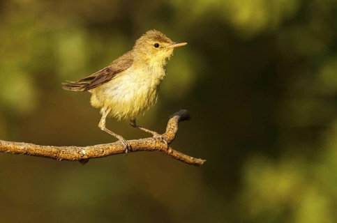 Melodious Warbler (Hippolais polyglotta), Castile-La Mancha, Spain