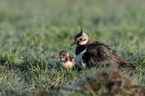 Lapwing (Vanellus vanellus) with young, Lower Saxony, Germany