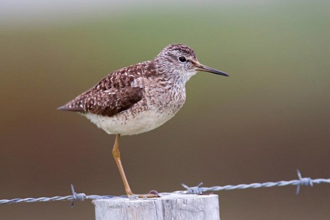 Wood Sandpiper (Tringa glareola), Varanger, Norway