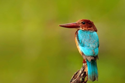 Beautiful bird from India. White-throated Kingfisher, Halcyon smyrnensis, exotic brawn and blue