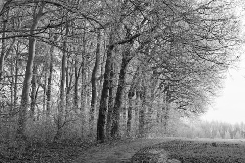 Black and white photo, path at the edge of the forest, hoarfrost, Husen, Dortmund, Ruhr area, North