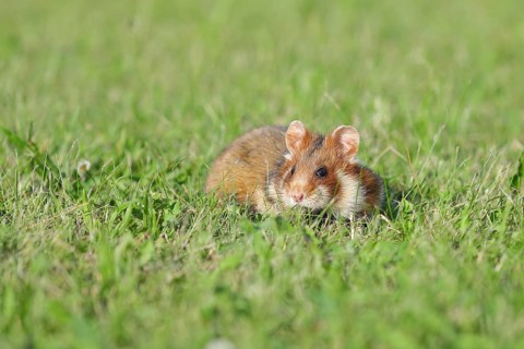 Field hamster (Cricetus cricetus), in a meadow, Vienna, Lower Austria, Austria