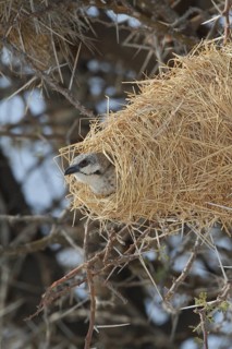 Donaldson-Smith Sparrow Weaver, Plocepasser donaldsoni