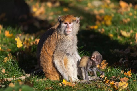 One female patas monkey (Erythrocebus patas)with her baby in late light on a green meadow