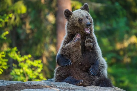 Eurasian Brown Bear (Ursus arctos) two fighting in forest, Finland