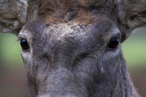 Close-up of a red deer face in the forest with focus on fur and eyes, Baden-Württemberg, Germany