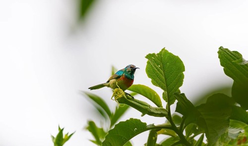 Olive-bellied Sunbird (Cinnyris chloropygius), male sitting on a leaf, Mgahinga Gorilla National