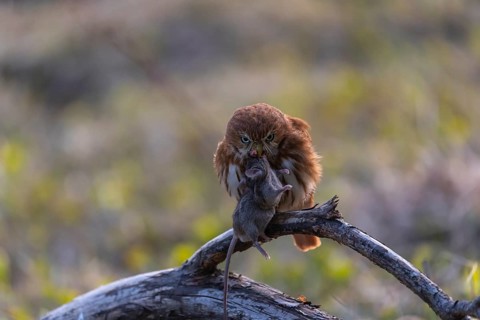 One East Brazilian pygmy owl (Glaucidium minutissimum), also known as least pygmy-owl or Sick's